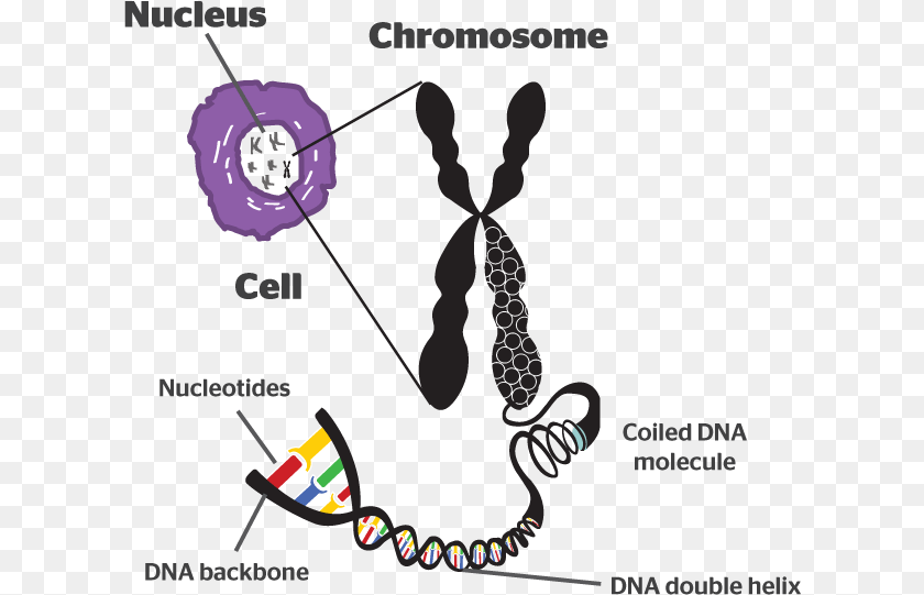 616x541 Chromosomes Meaning In Hindi, Art, Graphics, Smoke Pipe Clipart PNG