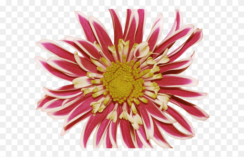 605x481 Chrysanthemum Clipart Pink Dahlia Dahlia, Plant, Flower, Blossom HD PNG Download