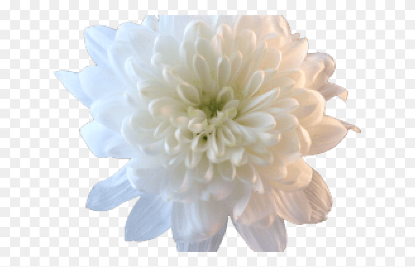 629x481 Chrysanthemum Clipart Transparent White Flower Aesthetic, Dahlia, Flower, Plant HD PNG Download