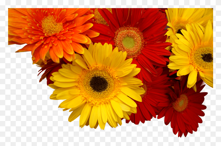 961x611 Chrysanthemum Cuc Coins Yellow Orange Red Hoa Ng Tin, Plant, Flower, Blossom HD PNG Download