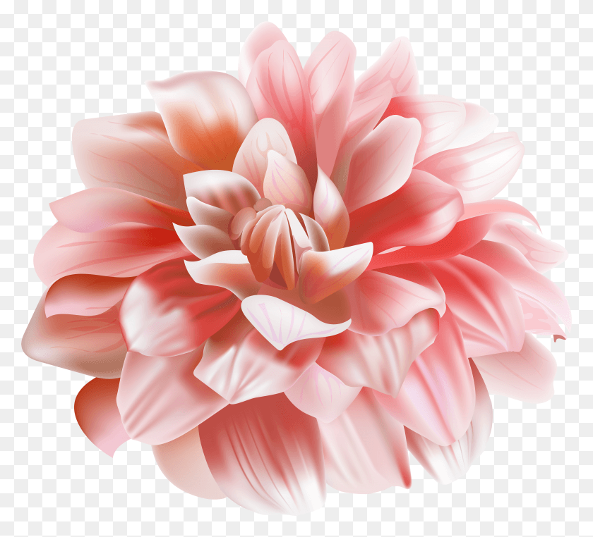 4924x4434 Chrysanthemum Flower Transparent Image Dahlia HD PNG Download