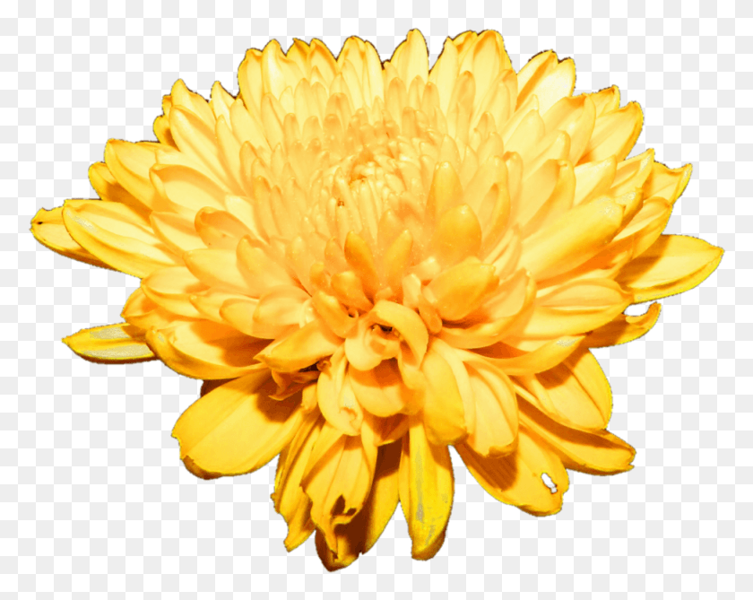 974x761 Flor Png / Crisantemo Png