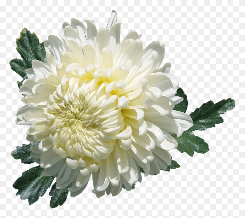 808x712 Хризантема Белый Цветок Растение Сад Лето Хризантема, Георгин, Цветок, Цветение Hd Png Скачать