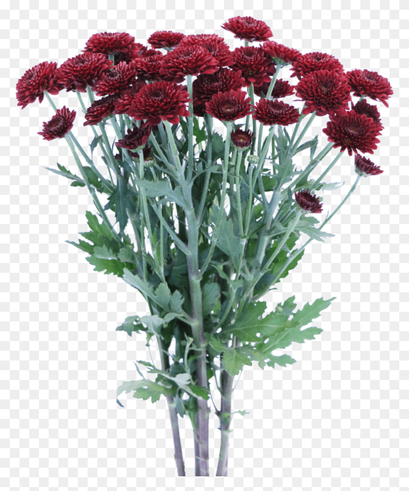 788x958 Хризантемы, Растение, Цветок, Цветение Hd Png Скачать