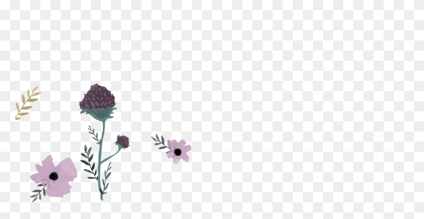 1601x767 Хризантемы, На Открытом Воздухе, Растение, Цветок Hd Png Скачать