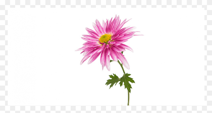 901x450 Chrysanths, Plant, Daisy, Flower HD PNG Download