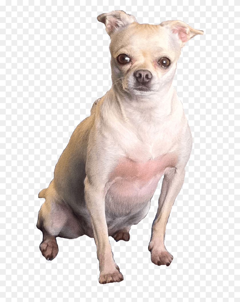 611x995 Chubby Chi Toy Chihuahua Puppy, Canine, Mammal, Animal HD PNG Download