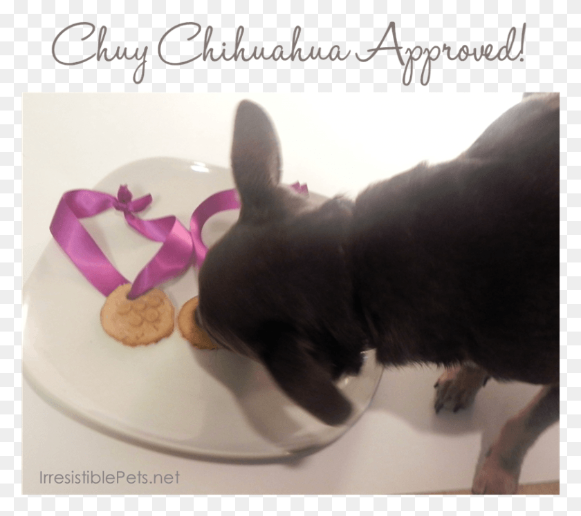 819x722 Chuy Chihuahua Approved Dog Licks, Clothing, Apparel, Cat HD PNG Download