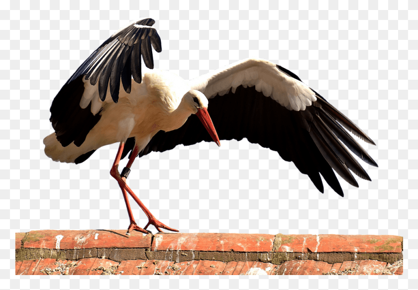961x644 Ciconia, Bird, Animal, Stork HD PNG Download