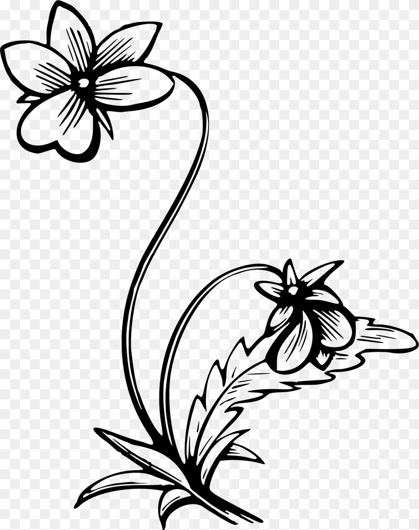 1899x2400 Cigarettes Drawing Flower Huge Freebie Download For Powerpoint, Gray PNG