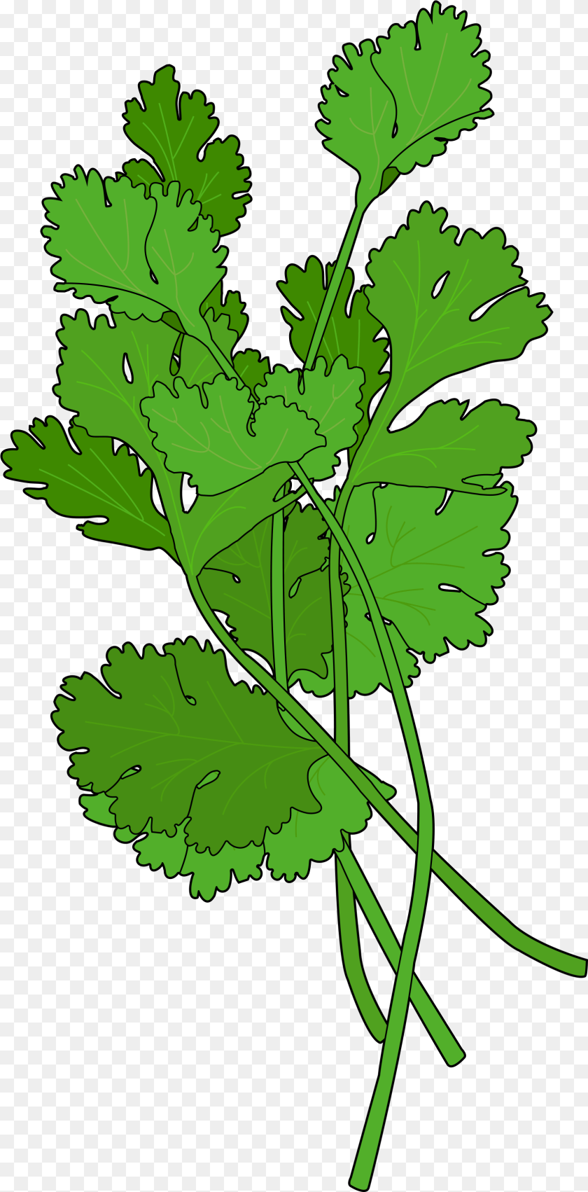 1684x3412 Cilantro Leaf, Herbs, Parsley, Plant, Animal Sticker PNG