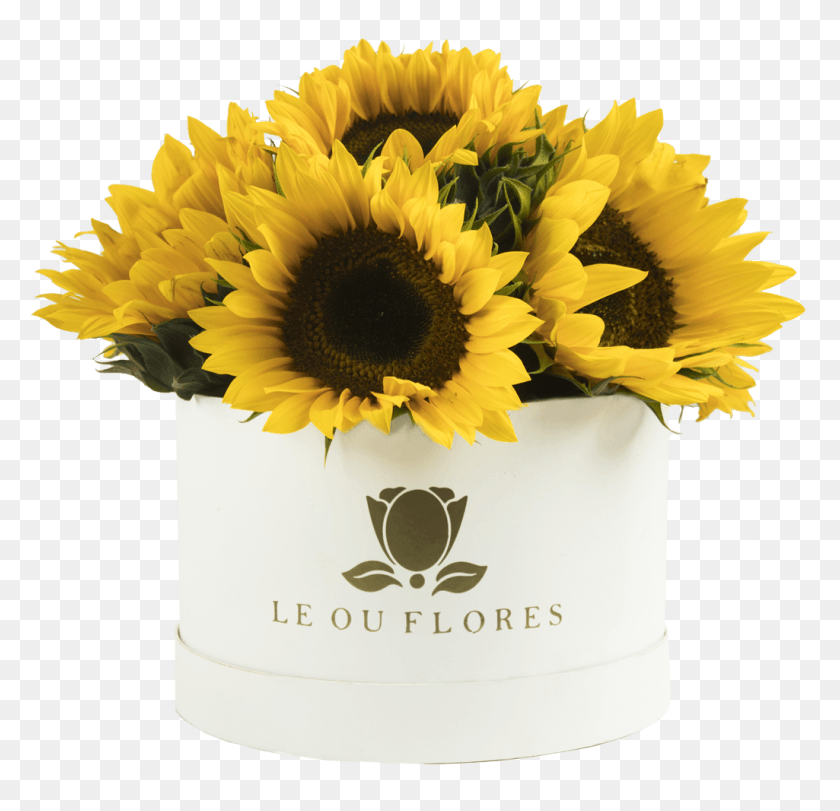 1025x988 Cilindro 10 Girasoles Sunflower, Plant, Flower, Blossom HD PNG Download