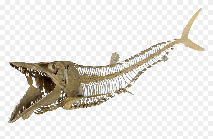 1718x1080 Cimolichthys Nepaholica Fish Skeleton Transparent, Dinosaur, Reptile, Animal HD PNG Download