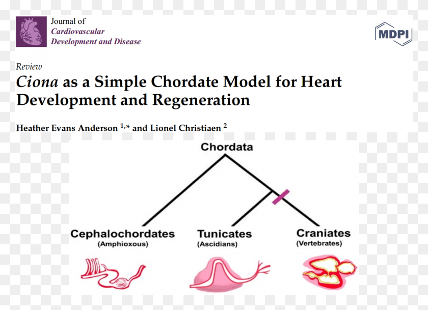 1180x832 Ciona As A Simple Chordate Model For Heart Development Cambridge Cdc, Plot, Triangle, Diagram HD PNG Download