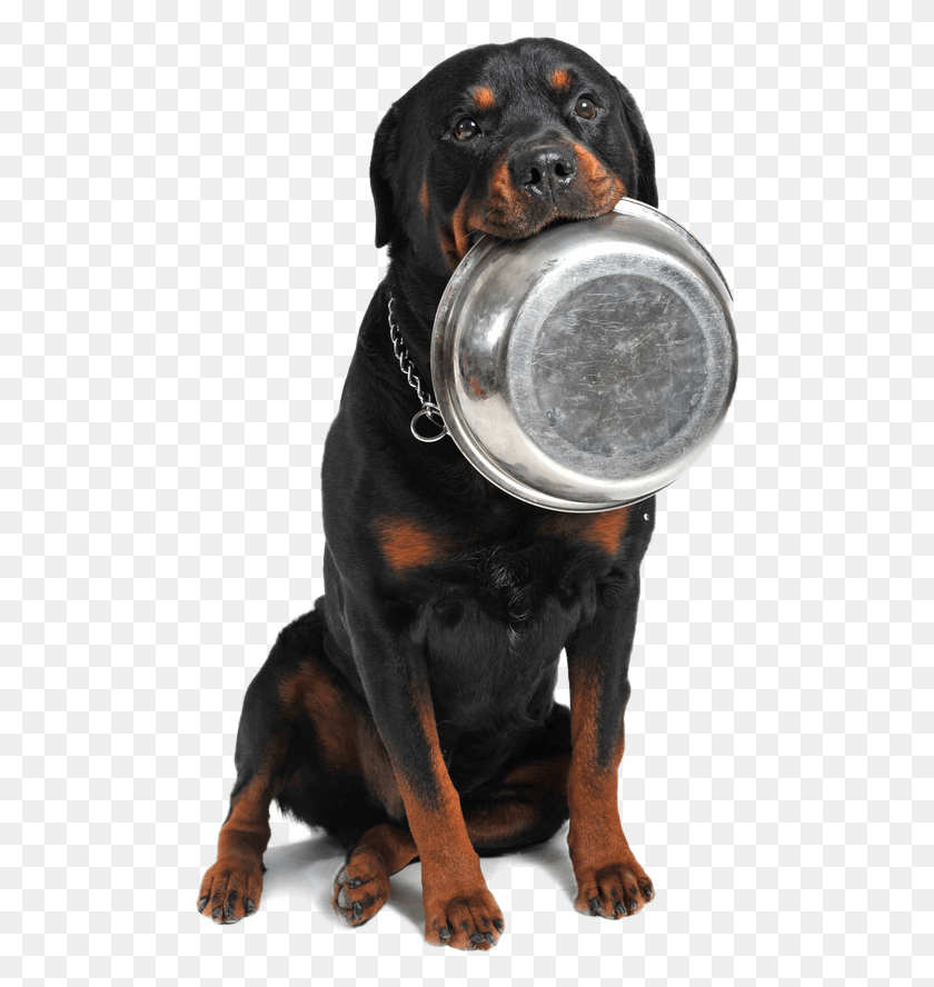 493x828 Ciotola Cane Feeding A Rottweiler, Dog, Pet, Canine HD PNG Download