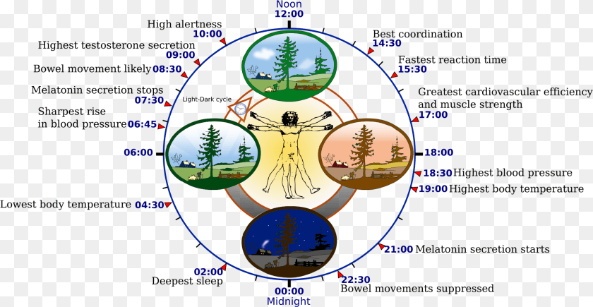 1969x1020 Circadian Rhythm, Outdoors, Nature, Night, Person PNG