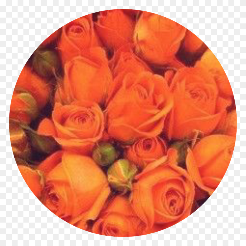 1024x1024 Красный Оранжевый Желтый Зеленый Синий Апельсин Эстетика, Растение, Роза, Цветок Hd Png Скачать