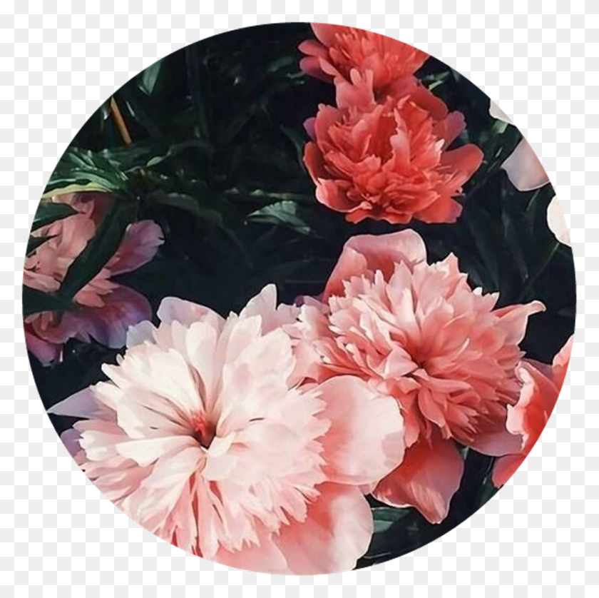 1024x1022 Circle Flower Circulo Tumblr Colors Crculo Ayym I H, Plant, Blossom, Carnation HD PNG Download