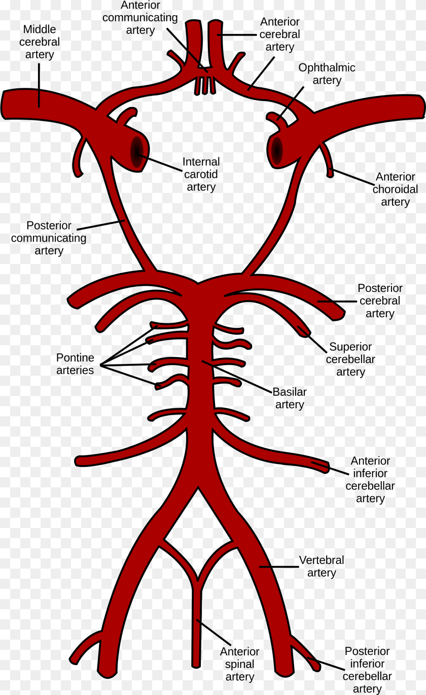 1906x3107 Circle Of Willis, Bow, Weapon Transparent PNG