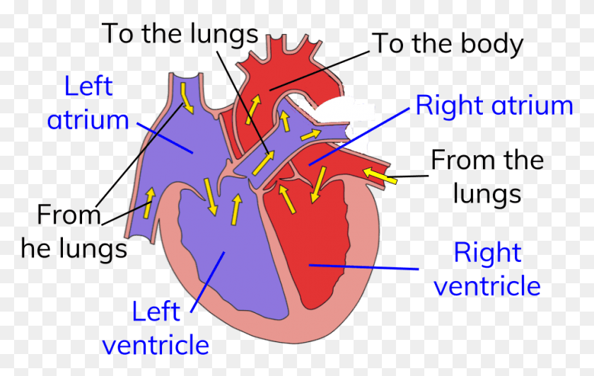 952x575 Circuit Heart Circulatory System With Diagram, Plot, Poster, Advertisement Descargar Hd Png