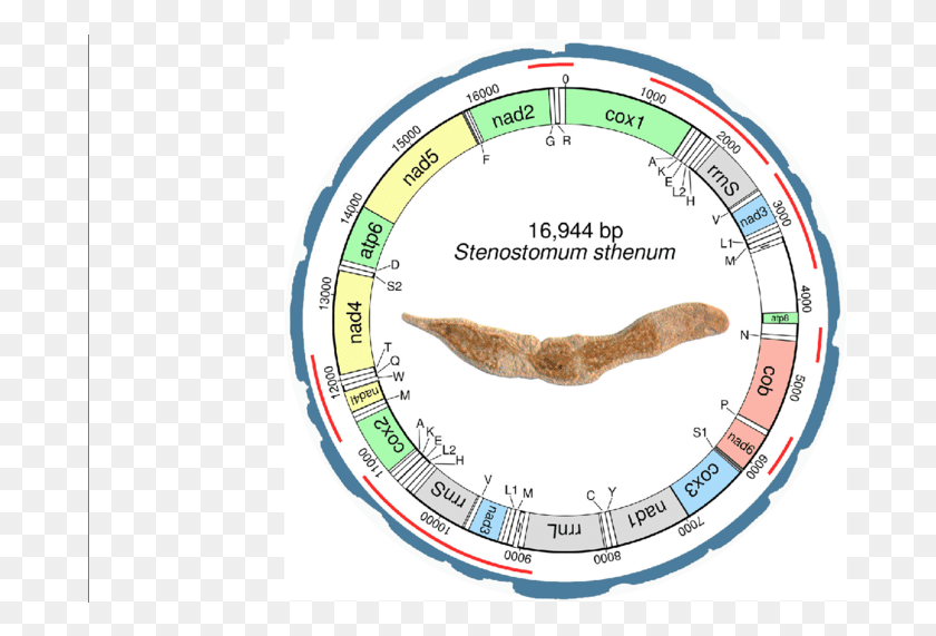 683x511 Круговой Митохондриальный Геном Stenostomum Sthenum Circle, Растение, Участок, Растительность Hd Png Скачать