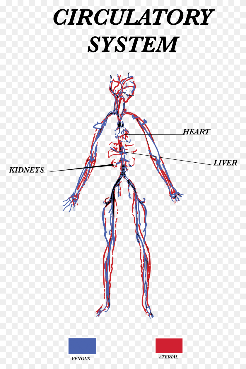 2510x3853 Сердечно-Сосудистая Система Circulatory3 Jpeg Fundesyram, Досуг, Скелет Hd Png Скачать