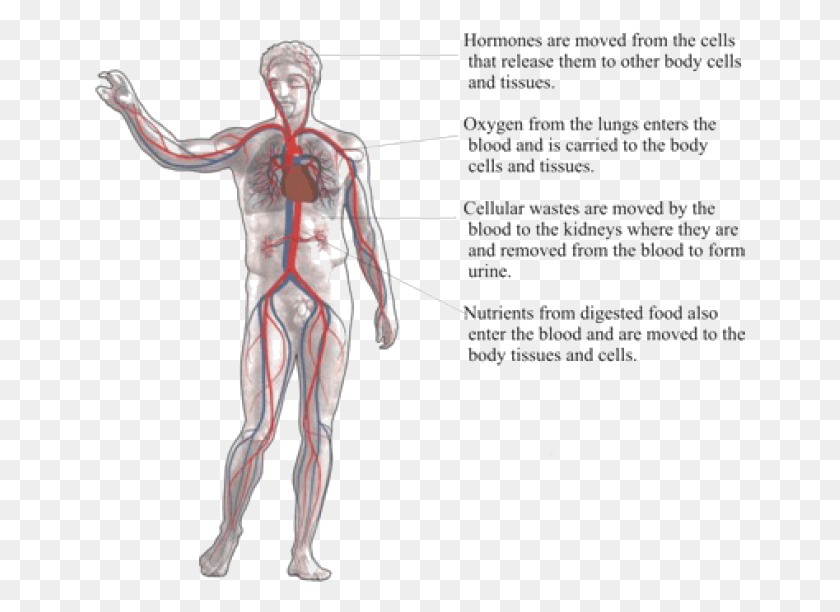 651x552 Circulatory System Closed Circulatory System Human, Person, Plot, Diagram HD PNG Download