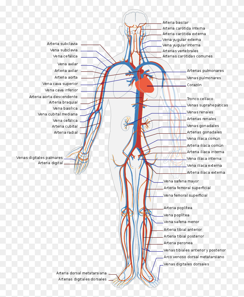 729x964 Диаграмма Системы Кровообращения, Человек, Человек, Участок Hd Png Скачать