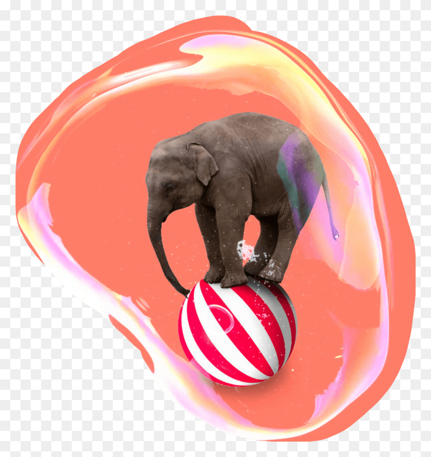 1024x1091 Circus Elephant Bubble Elephant On A Ball, Sphere, Wildlife, Mammal HD PNG Download