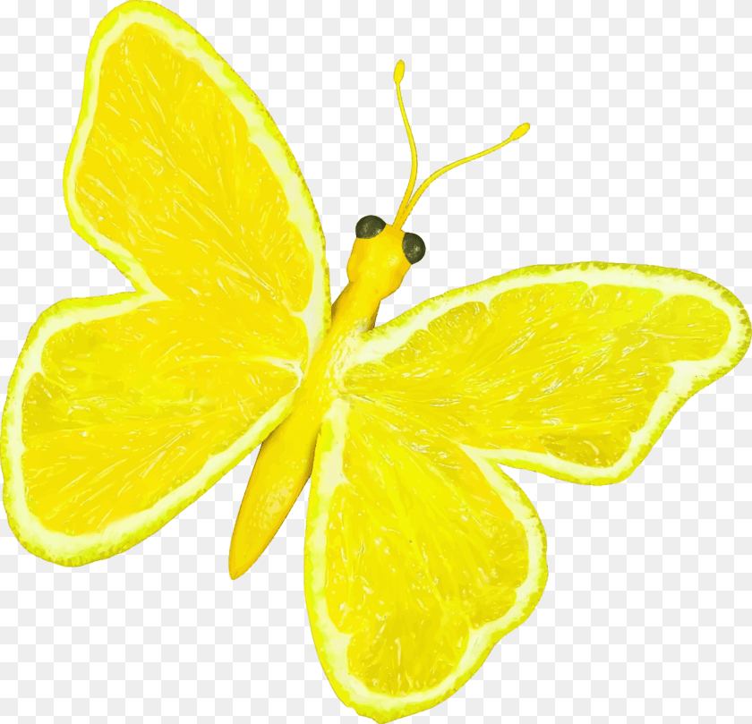 2400x2312 Citrus Fruit Butterfly Clip Arts Lemon Butterfly, Citrus Fruit, Food, Plant, Produce Clipart PNG