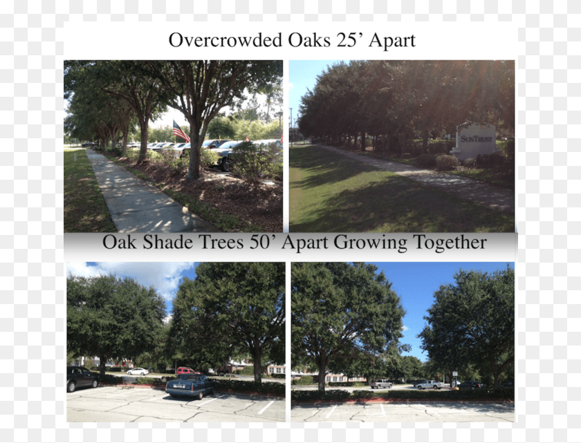 658x581 City Council Approves Landscaping Code Revisions Overcrowded Trees, Outdoors, Car, Grass HD PNG Download