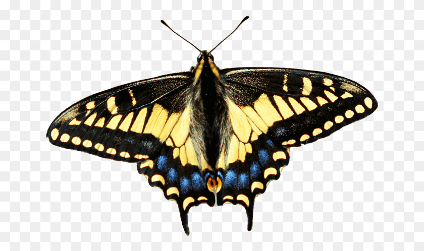 659x438 City Nature Challenge Swallowtail Butterfly, Dinosaur, Reptile, Animal HD PNG Download