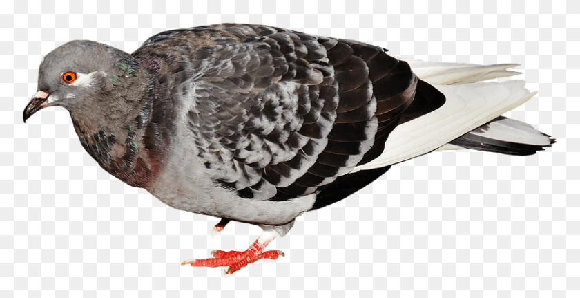 820x391 City Pigeon Foraging Dove Bird Feather Nature Typical Pigeons, Animal HD PNG Download