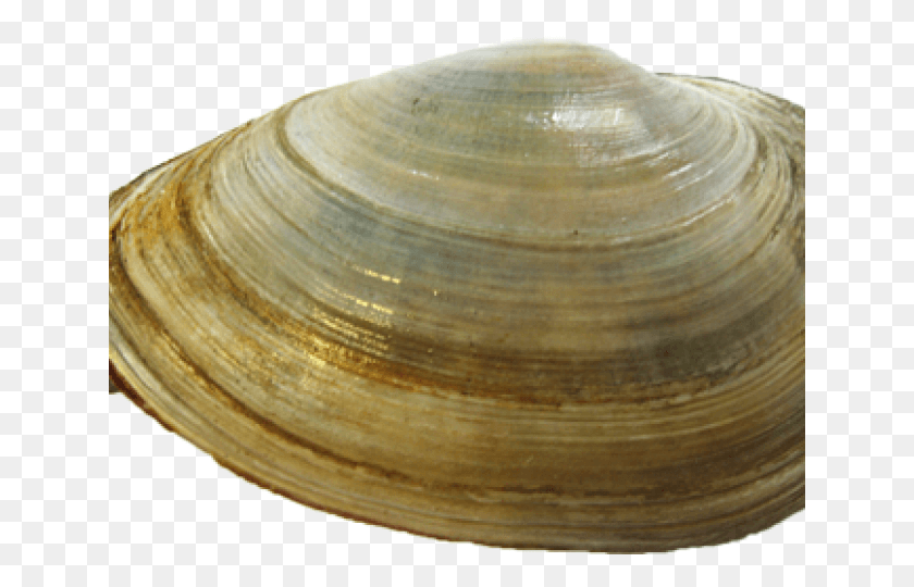 640x480 Clam, Seashell, Invertebrate, Sea Life HD PNG Download