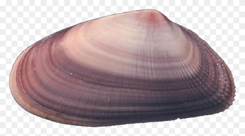 834x436 Clam Clipart Purple Transparent Clam, Seashell, Invertebrate, Sea Life HD PNG Download