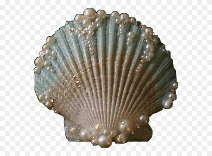 577x560 Clam Shell Sea Mermaid Ocean Vintage Water Aesthetic Deniz Kabuu, Seashell, Invertebrate, Sea Life HD PNG Download