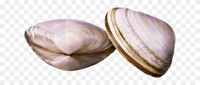 637x299 Clams Baltic Clam, Seashell, Invertebrate, Sea Life HD PNG Download