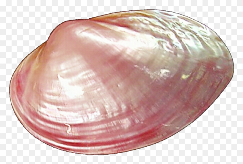 1004x655 Clams Pic Clams Transparent Background, Clam, Seashell, Invertebrate HD PNG Download