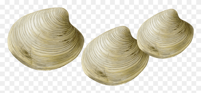 1183x502 Clams Transparent Clams, Clam, Seashell, Invertebrate HD PNG Download