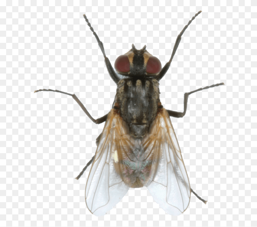 640x681 Clarifly Larvicide House Fly, Insect, Invertebrate, Animal HD PNG Download