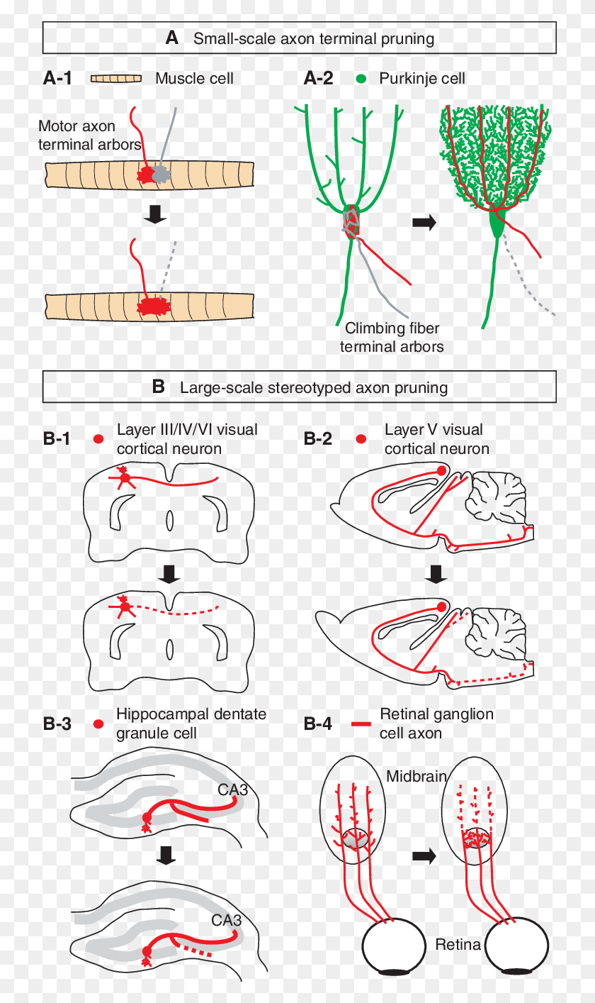 732x1354 Classical Examples Of Developmental Axon Pruning In Axonal Pruning, Plot, Diagram, Text Descargar Hd Png