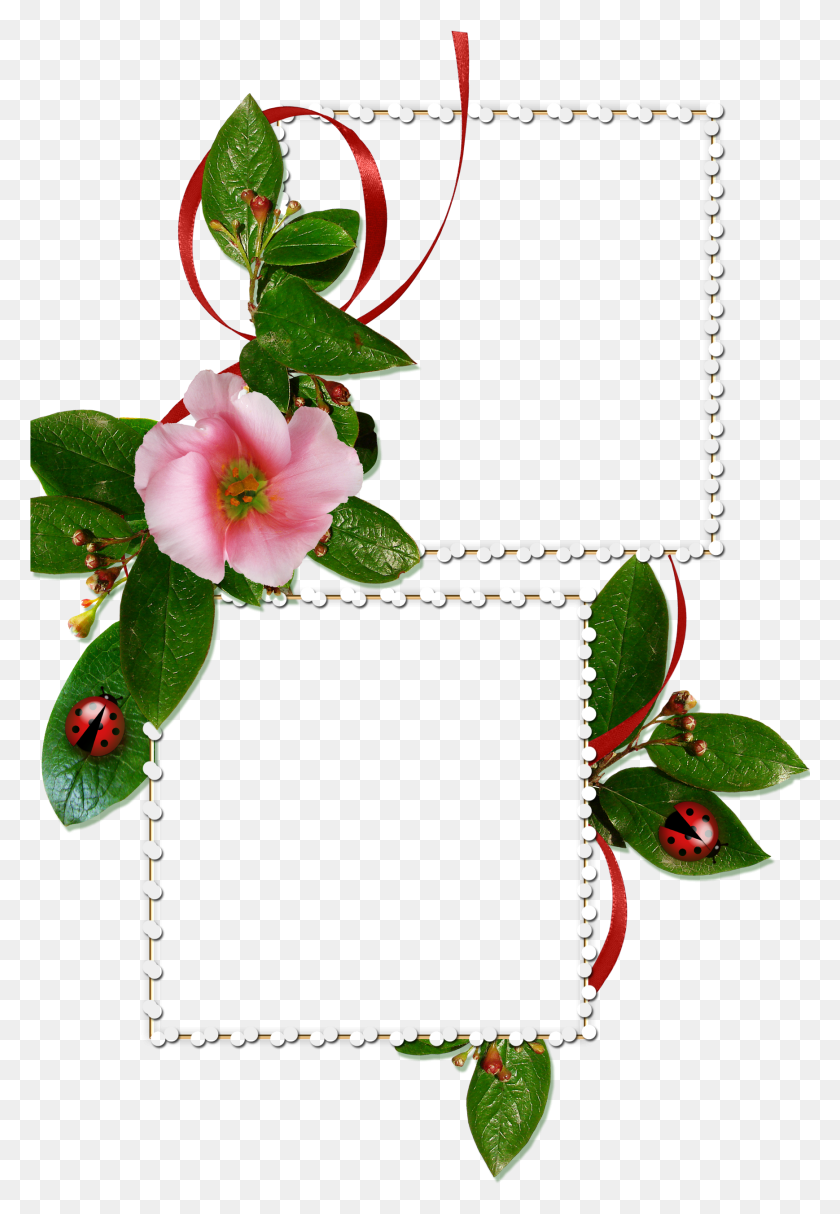 1738x2572 Classifique Isto Evergreen Rose, Растение, Цветок, Цветение Hd Png Скачать