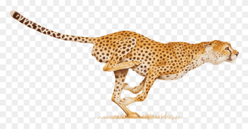 861x420 Claw Clipart Cheetah Cheetah Clipart, Wildlife, Mammal, Animal HD PNG Download