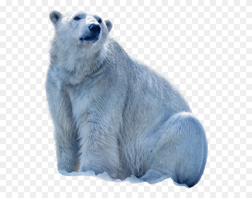 552x600 Claws Vector Polar Bear Polar Bear, Bear, Wildlife, Mammal HD PNG Download