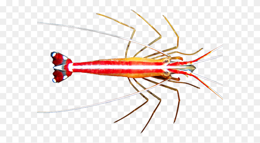 601x401 Cleaner Shrimp Insect, Seafood, Sea Life, Food HD PNG Download