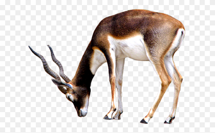 629x462 Clear Gazelle Transparent Background, Antelope, Wildlife, Mammal HD PNG Download