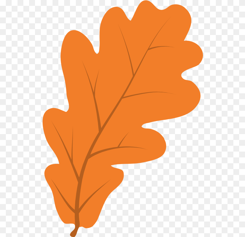Clear Oak Leaf Graphic Autumn, Plant, Tree, Person, Food Sticker PNG