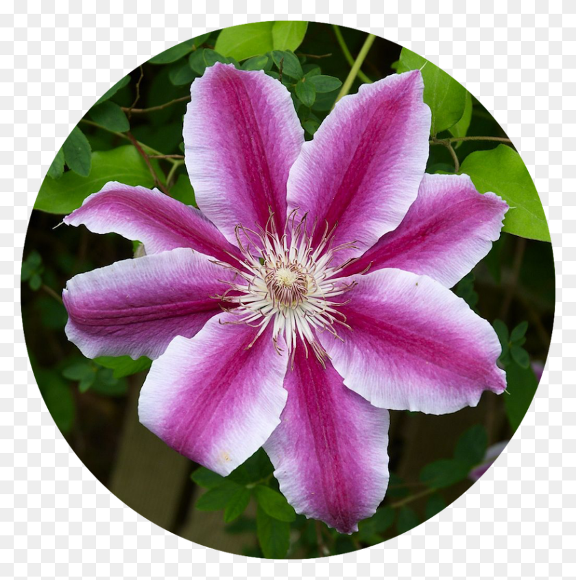 819x825 Clematis Means Mental Beauty Full Sun Perennials Clematis Plantas Hervivoras, Plant, Petal, Flower HD PNG Download