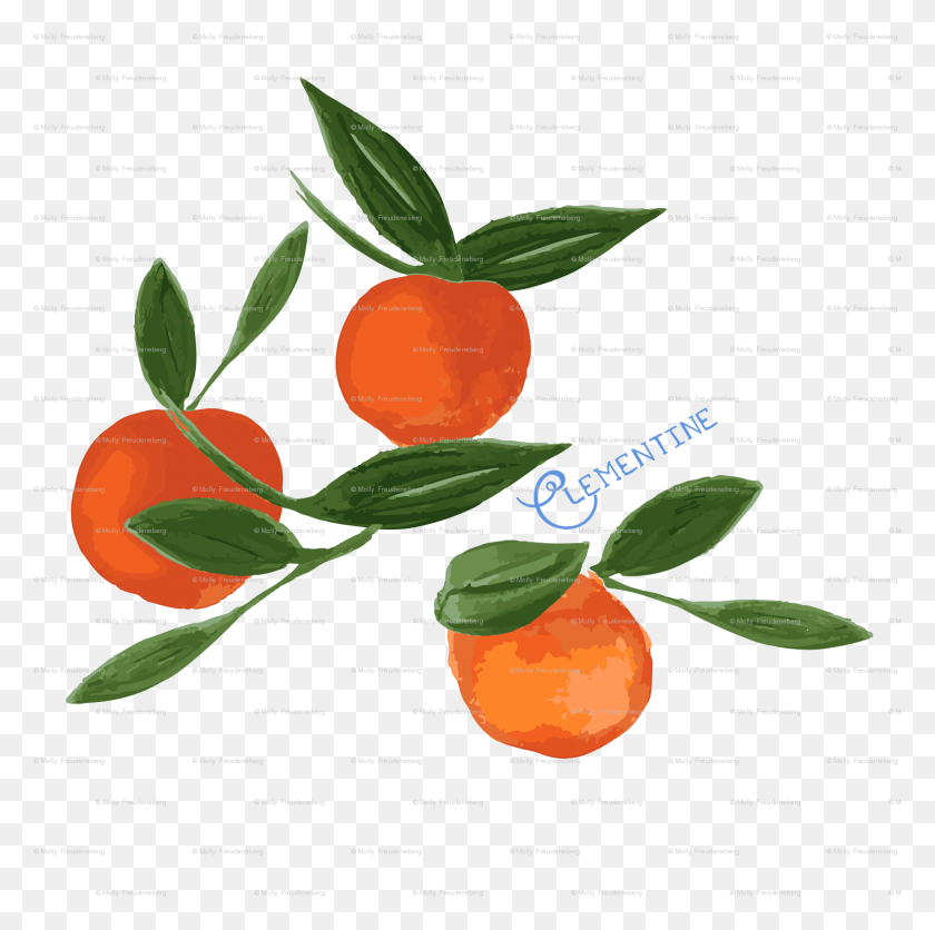 1533x1526 Clementine, Plant, Citrus Fruit, Fruit HD PNG Download