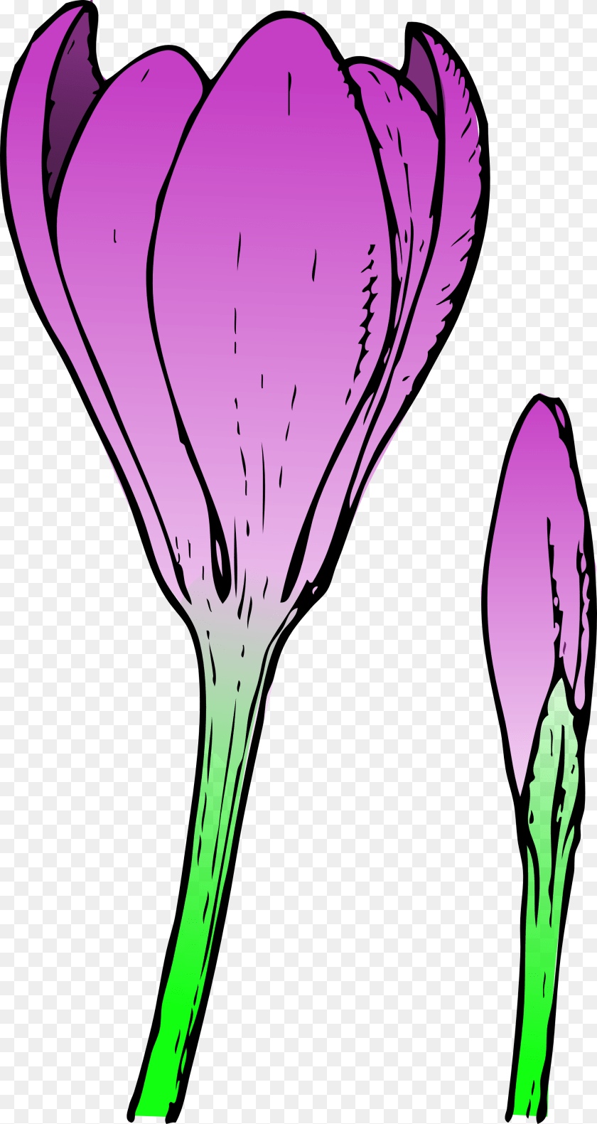 1969x3707 Clemson Tiger Paw Clip Art, Flower, Petal, Plant, Purple Transparent PNG